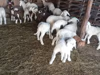 Koyun, Awassi sheep — foto 1