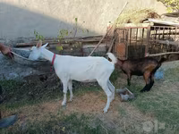 Chèvre, Saanen goat — photo 6