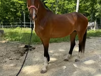 பெண் குதிரை, Dutch warmblood horse — புகைப்படம் 5
