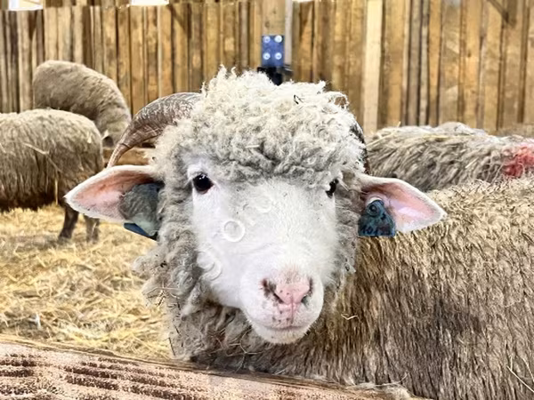 Owca, Kuibyshev sheep