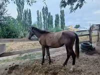 Égua, French Trotter — foto 1