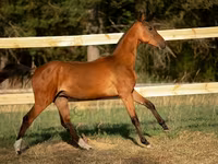 Koń, Akhal-Teke — zdjęcie 5