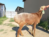 Koç, Agin sheep — foto 4