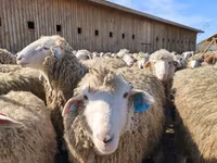 Koç, Dorset horn sheep — foto 5