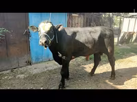 सांड, एबरडीन - एंगस — फ़ोटो 1
