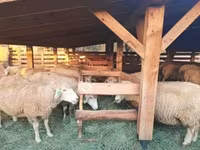 Baran, Owce — zdjęcie 1