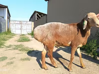 Koç, Agin sheep — foto 5