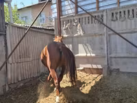 Cavalo, Arabian horse — foto 5