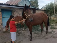 Kobyła, Thoroughbred horse — zdjęcie 7