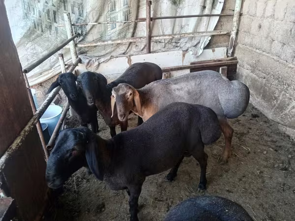 Ram, Rhon sheep