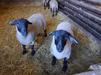 Ovelha, White Suffolk sheep — foto 1