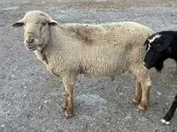 Baran, Hampshire sheep — zdjęcie 6