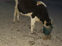 Taureau, Swiss cattle — photo 4