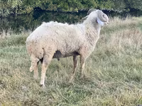 ஆண் ஆடு, Karakul sheep — புகைப்படம் 3