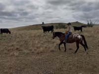 குதிரை, Horses of Sable Island — புகைப்படம் 6