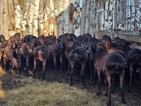 كبش, Hissar sheep — الصورة 4