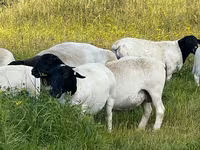 Koç, Dorper sheep — foto 2