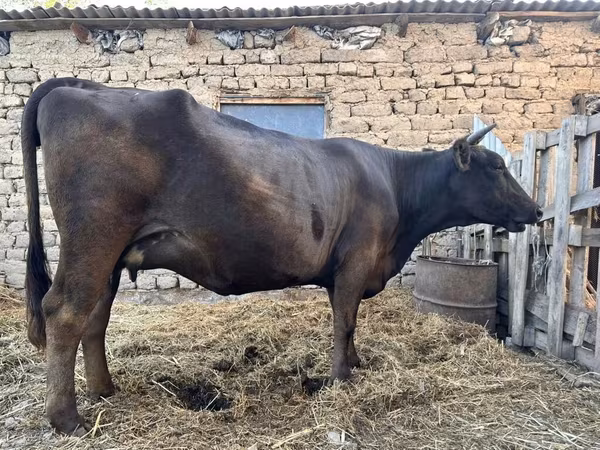 பசு, Ukrainian Brown Dairy Cattle