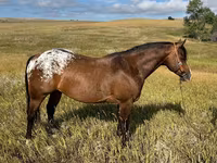 குதிரை, Horses of Sable Island — புகைப்படம் 1