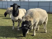 Brebis, Dorper sheep — photo 1