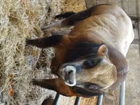 सांड, Partenaise cattle — फ़ोटो 1