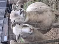 Bélier, Katum sheep — photo 5
