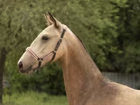 Mare, Akhal-Teke — photo 3