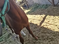 Cavalo, Arabian horse — foto 7
