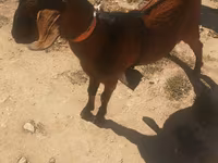 ஆண் வெள்ளாடு, Nubian Goat — புகைப்படம் 1