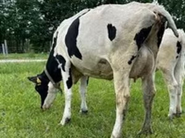 Razza Holstein