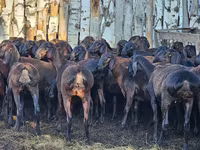 كبش, Hissar sheep — الصورة 2
