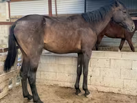 Cavalo, Arabian horse — foto 1