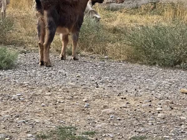 Ziegenbock, Ziegen
