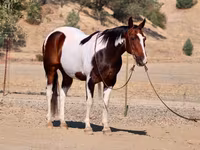 Aygır, National Show Horse — foto 2