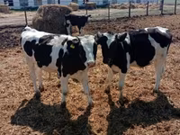 雄牛, Russian Black pied cattle — 写真 2