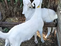 Ziegenbock, Saanen goat — Foto 2