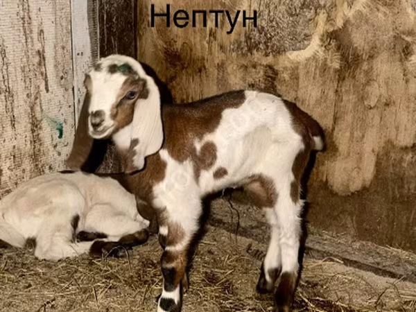 Boucs, Kamori goats
