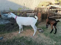 Chèvre, Saanen goat — photo 7