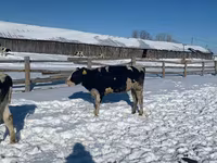 بقرة, Russian Black pied cattle — الصورة 1