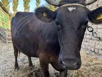 பசு, Swiss cattle — புகைப்படம் 3
