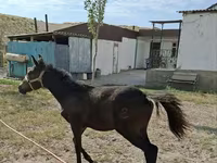 Égua, Kazakh horse — foto 2