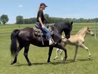 घोड़ी, Rocky Mountain Horse — फ़ोटो 3