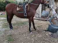 Koń, Thoroughbred horse — zdjęcie 1