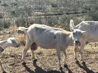 عنزة, LaMancha goats — الصورة 7