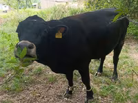 Bull, Red Polled Cow — photo 4