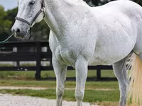 Cheval, National Show Horse — photo 3