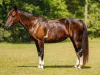 Kısrak, American paint horse — foto 2