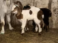 Oğlak, Kamori goats — foto 5