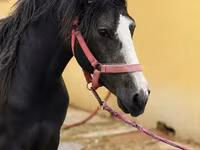 Koń, Anglo-Arabian — zdjęcie 1