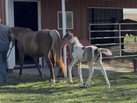 Kobyła, Pinto horses — zdjęcie 6